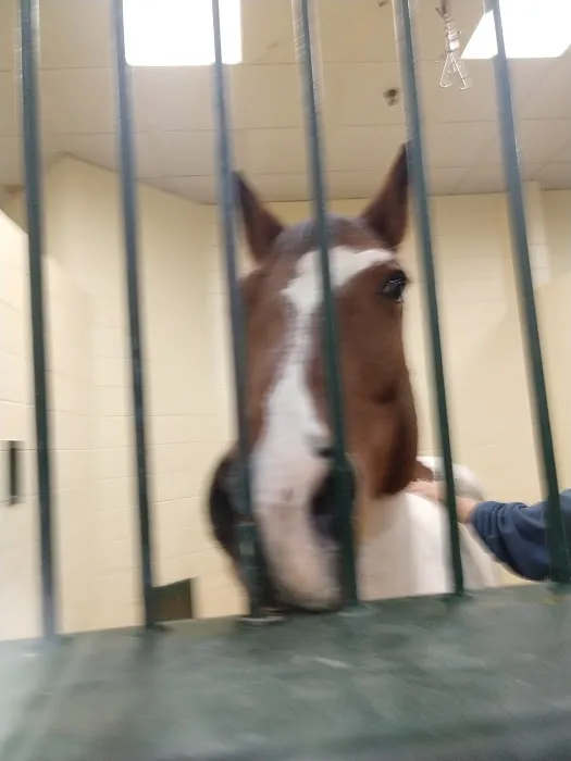 Tufts Animal Behavior Clinic Picture 4