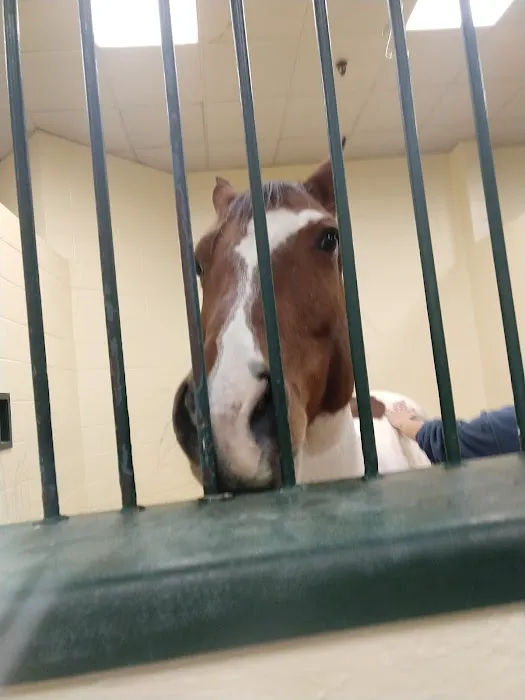 Tufts Animal Behavior Clinic Picture 5