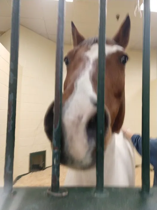 Tufts Animal Behavior Clinic Picture 8