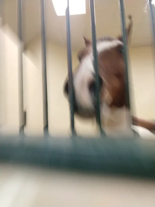 Tufts Animal Behavior Clinic Picture 6