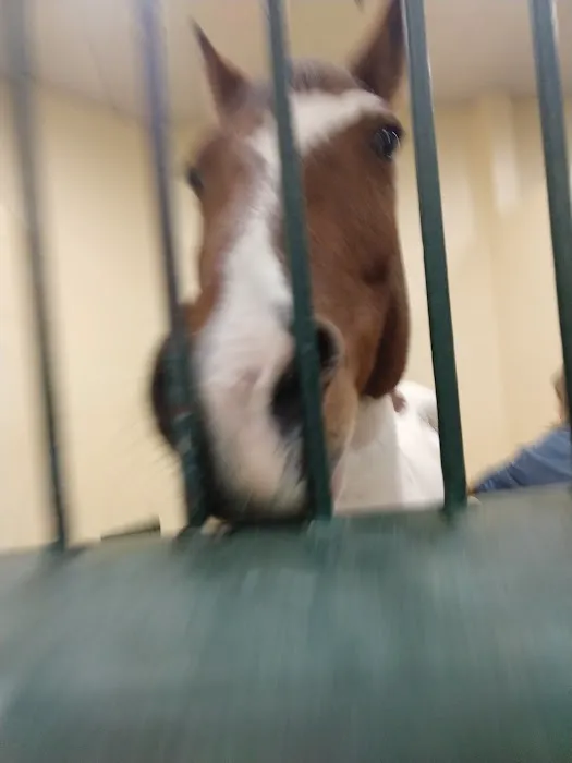 Tufts Animal Behavior Clinic Picture 7