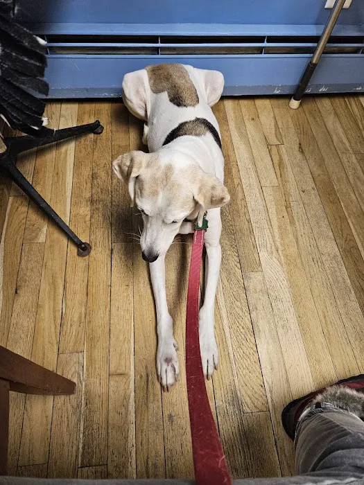 MASH Main St Animal Services Picture 4
