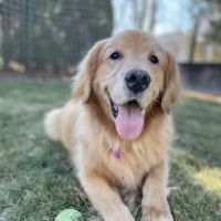 Medway Animal Hospital ico