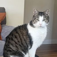 Newport Animal Hospital ico
