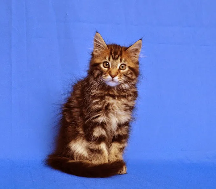 Portsmouth Veterinary Clinic Picture 3