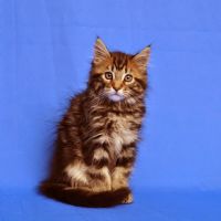 Portsmouth Veterinary Clinic ico