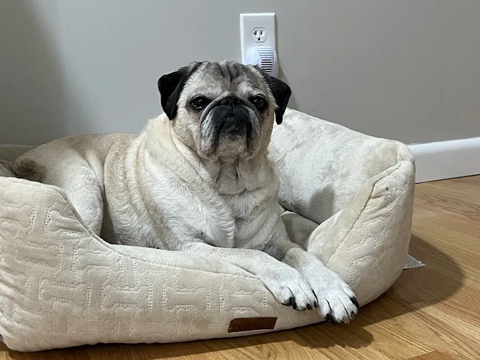 Pets At Peace Vet Care:In-home Euthanasia Picture 1