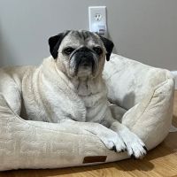 Pets At Peace Vet Care:In-home Euthanasia ico