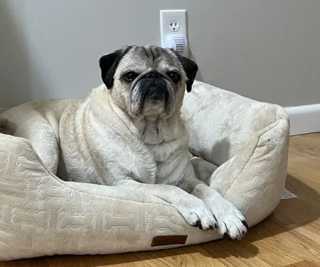 Pets At Peace Vet Care:In-home Euthanasia