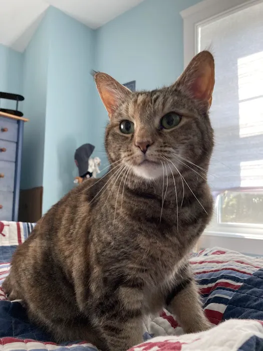 Pets At Peace Vet Care:In-home Euthanasia Picture 7