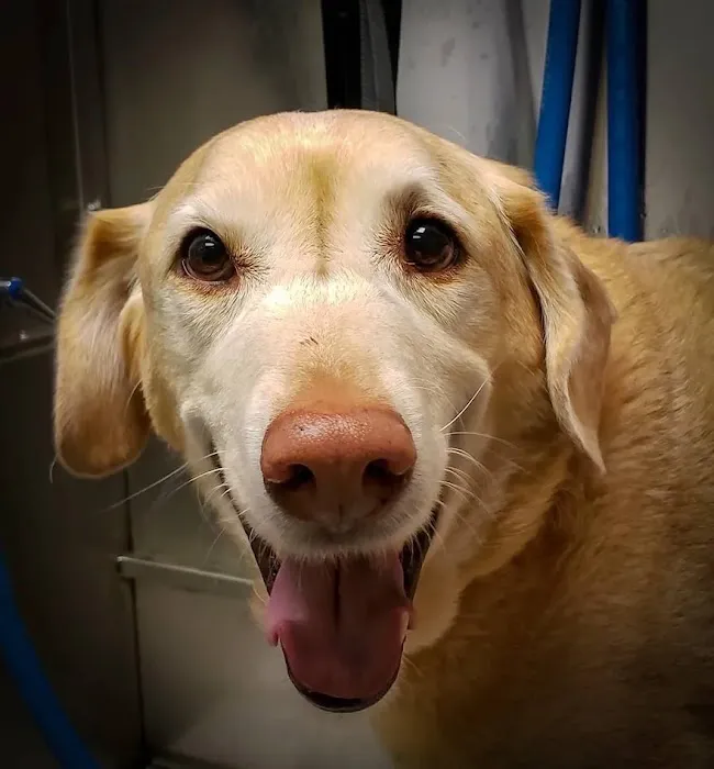 Pets At Peace Vet Care:In-home Euthanasia Picture 4