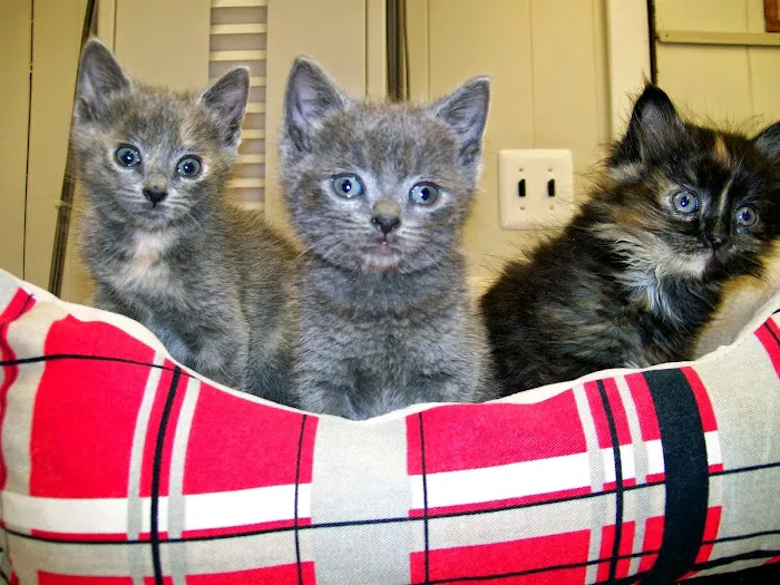 Riverside Animal Hospital Picture 10