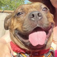 Providence River Animal Hospital ico