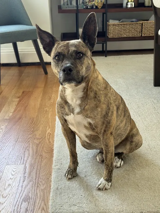 Providence River Animal Hospital Picture 5