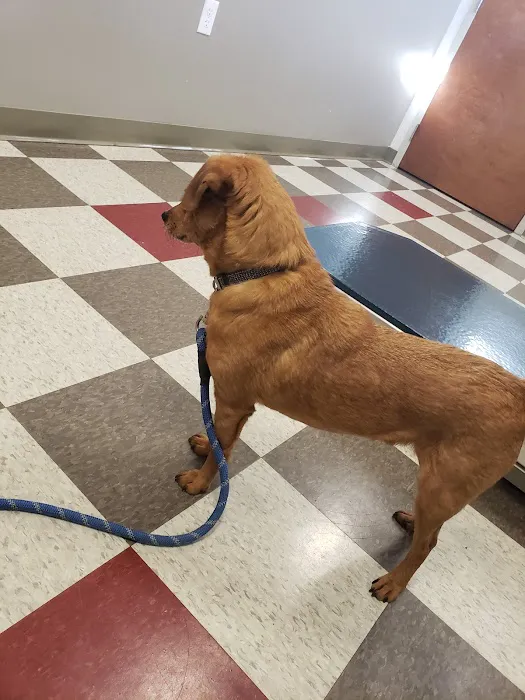 Armory Animal Hospital Picture 1