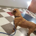 Armory Animal Hospital