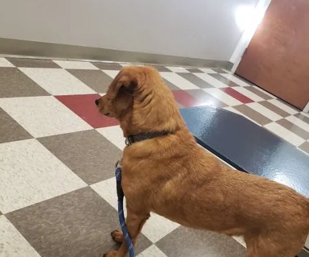 Armory Animal Hospital
