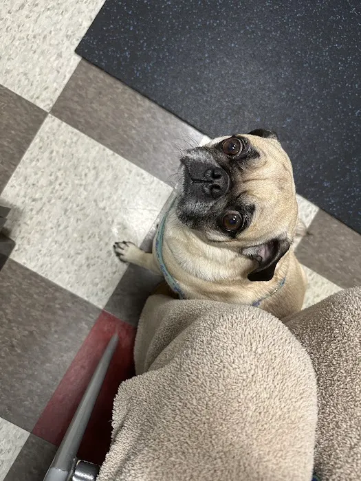 Armory Animal Hospital Picture 8