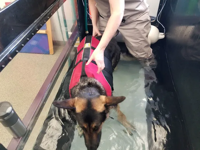 Healing Paws Veterinary Rehabilitation Picture 2
