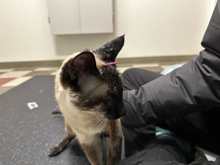 Healing Paws Veterinary Rehabilitation Picture 3