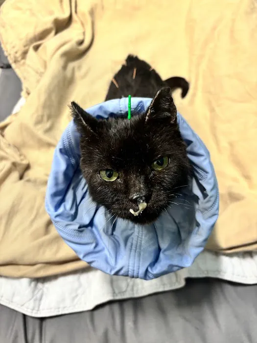 Healing Paws Veterinary Rehabilitation Picture 1