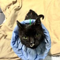 Healing Paws Veterinary Rehabilitation ico