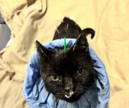 Healing Paws Veterinary Rehabilitation