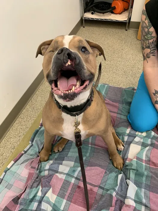 Healing Paws Veterinary Rehabilitation Picture 4
