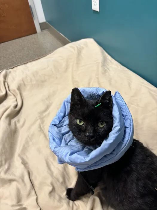 Healing Paws Veterinary Rehabilitation Picture 8