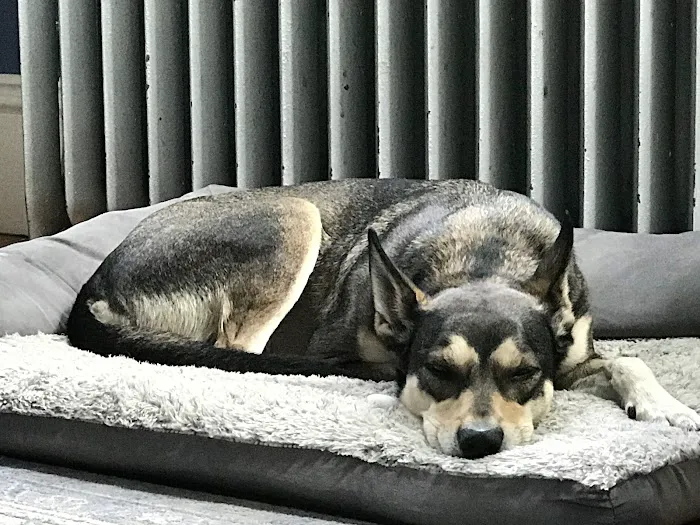 VCA Povar Animal Hospital Picture 5