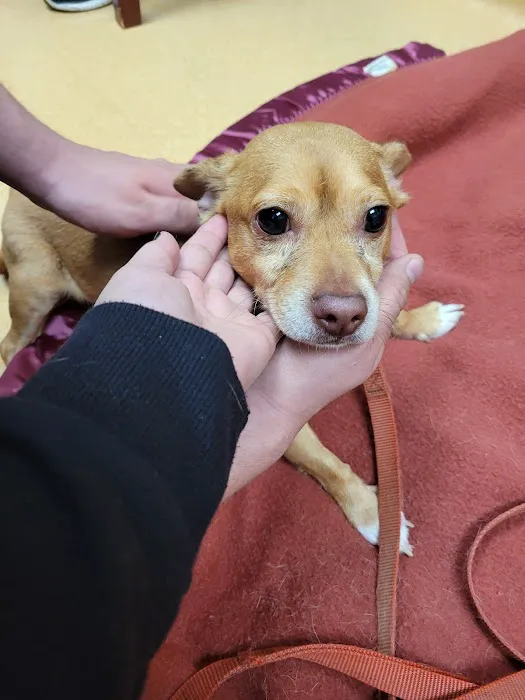 VCA Povar Animal Hospital Picture 10