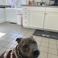 Eastside Veterinary Clinic ico