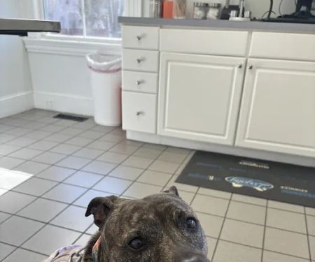 Eastside Veterinary Clinic