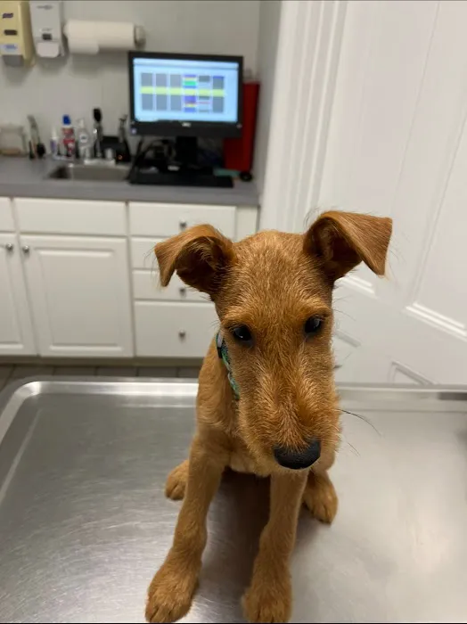 Eastside Veterinary Clinic Picture 6