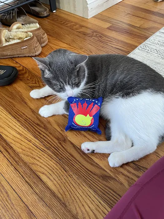 City Kitty Veterinary Care for Cats Picture 3