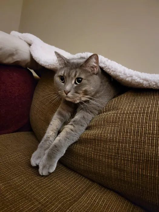 City Kitty Veterinary Care for Cats Picture 4