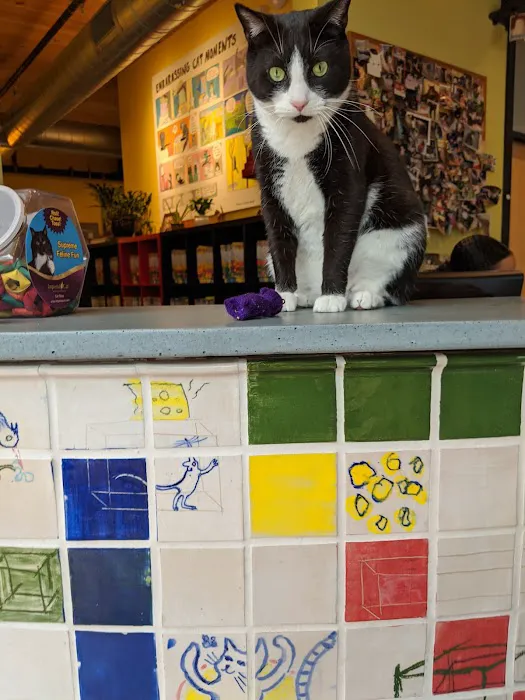 City Kitty Veterinary Care for Cats Picture 8