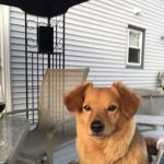 Twin City Animal Hospital