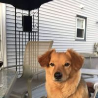 Twin City Animal Hospital ico