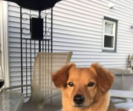 Twin City Animal Hospital
