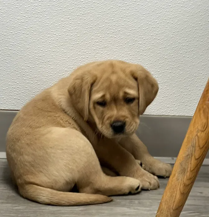 Central Animal Hospital Picture 1