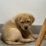 Central Animal Hospital