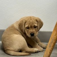 Central Animal Hospital ico