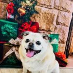 VCA Sterling Animal Hospital