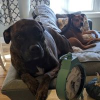 Fieldstone Animal Hospital ico