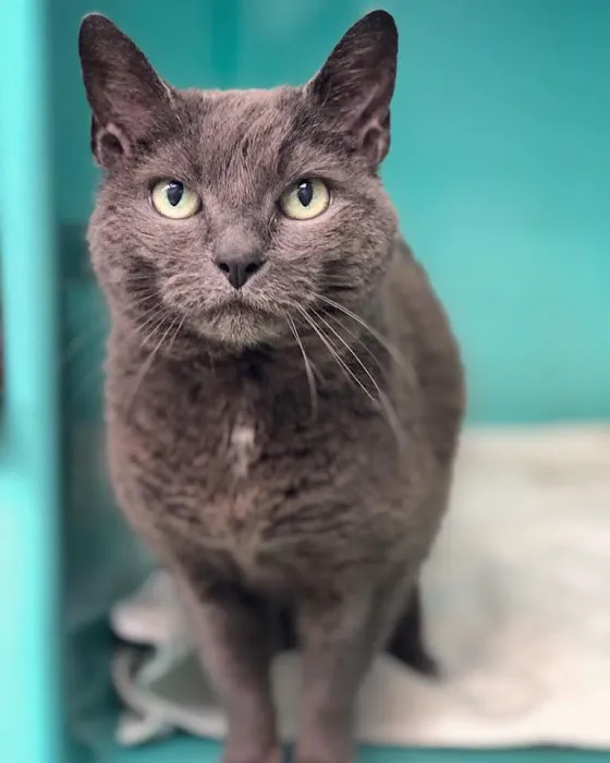 Fallon Animal Clinic Inc Picture 2