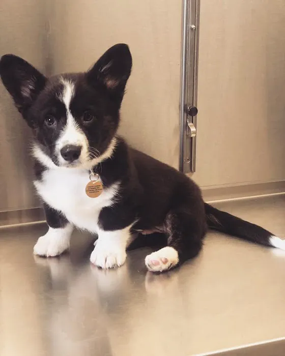 Fallon Animal Clinic Inc Picture 9