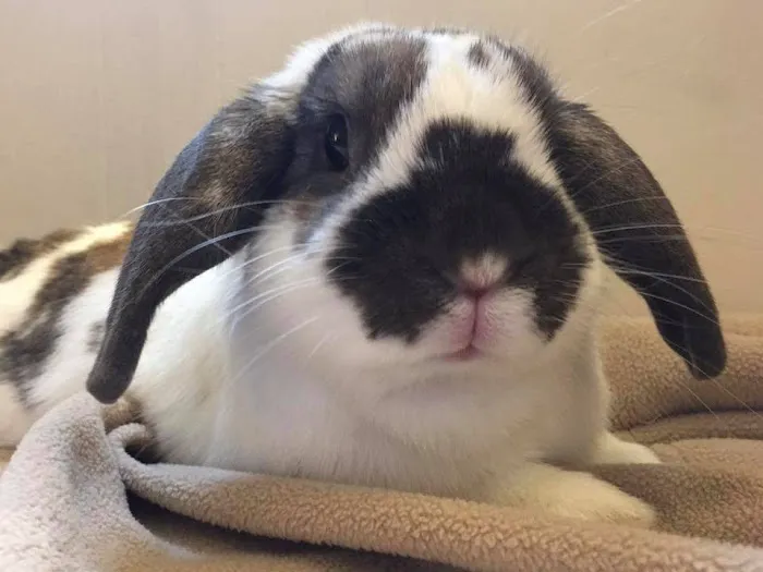 Sulin, Melissa J DVM - First Choice Veterinary Care, Inc. Picture 3