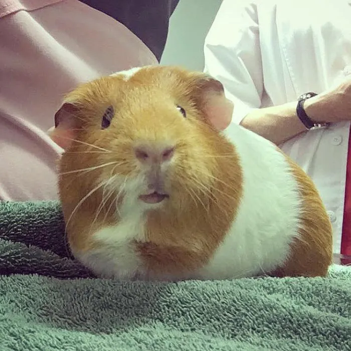 Sulin, Melissa J DVM - First Choice Veterinary Care, Inc. Picture 9