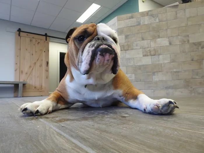 First Choice Veterinary Care, Inc. Picture 4